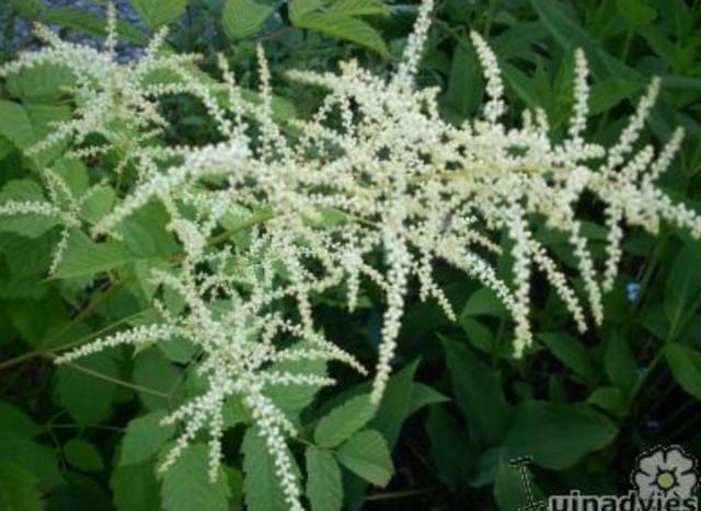 Plaatje bij antwoord