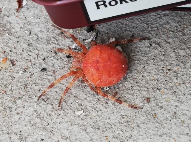 Picture for question