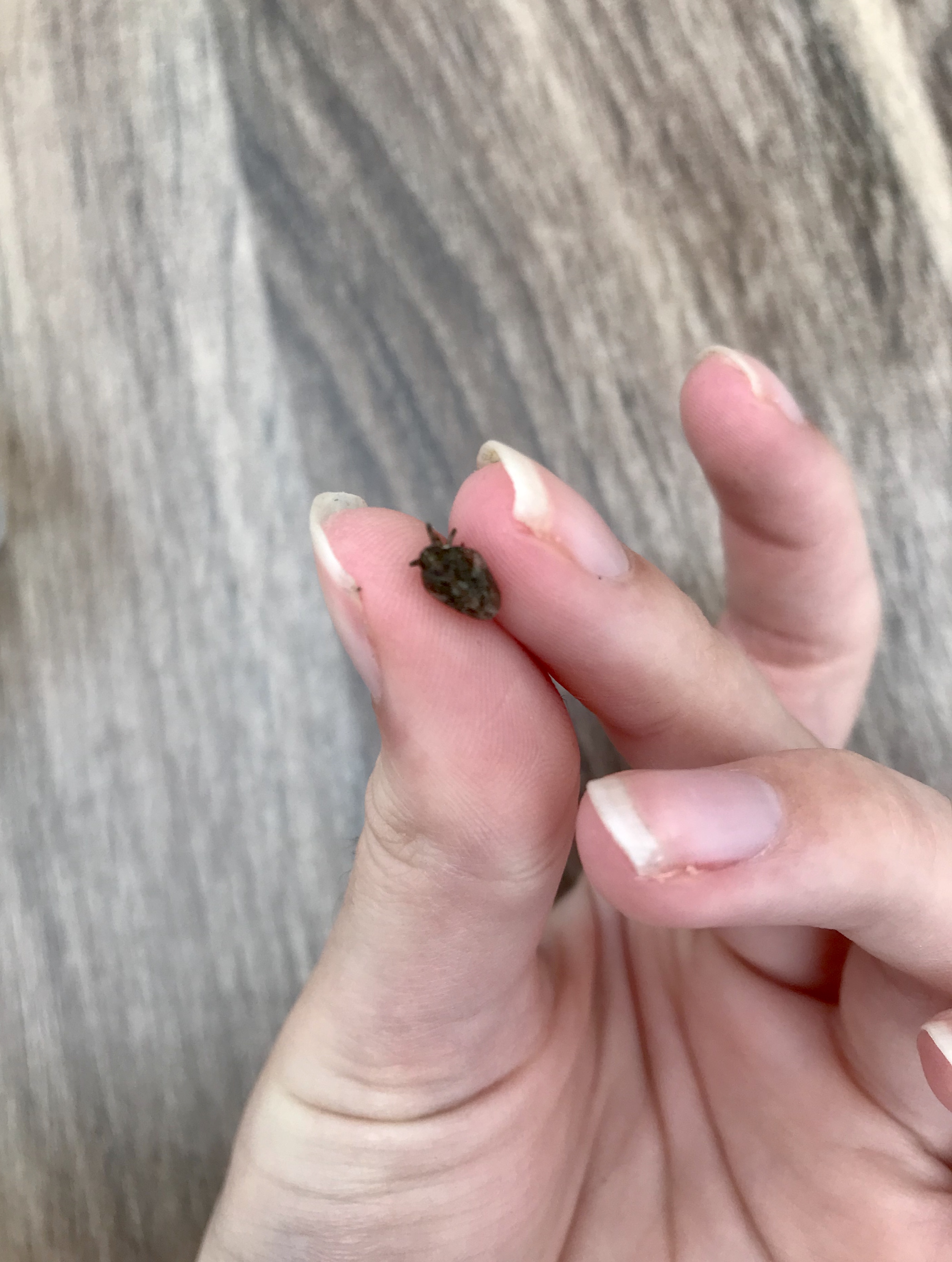 Picture for question