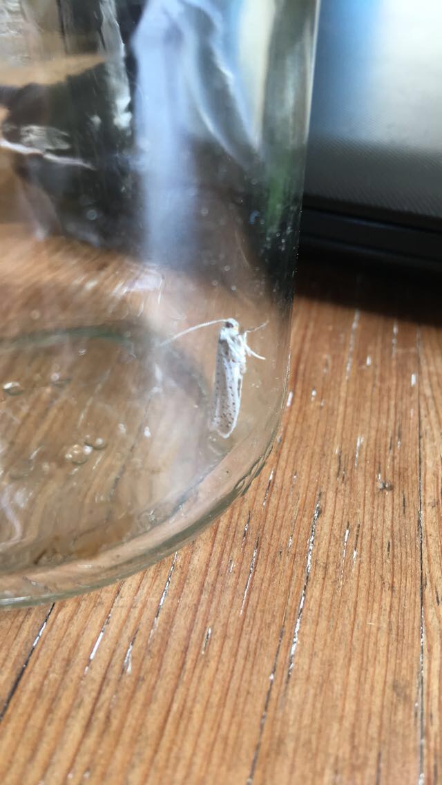 Picture for question