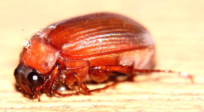 Plaatje bij antwoord