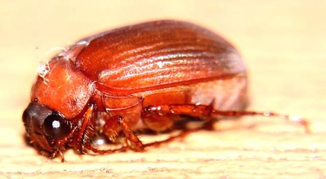 Plaatje bij antwoord