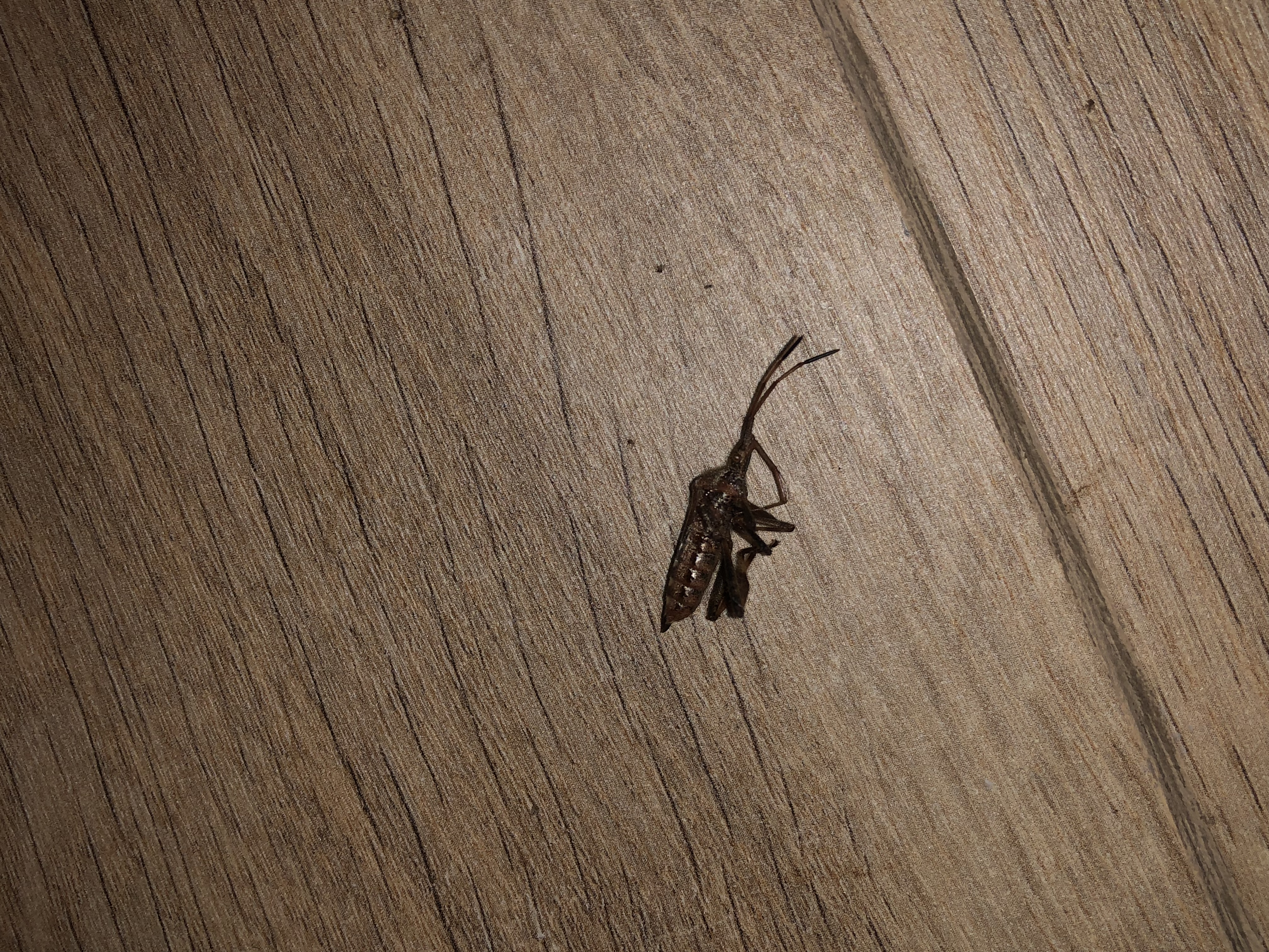 Picture for question