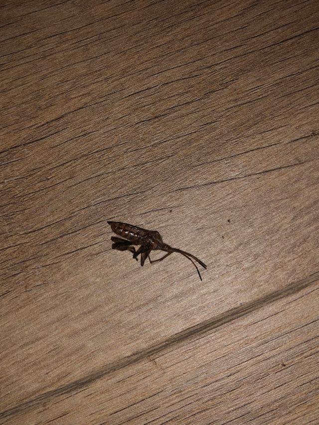 Picture for question