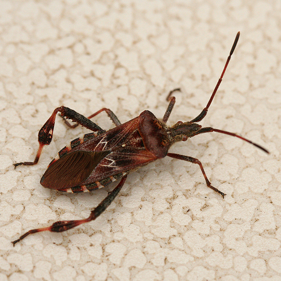 Plaatje bij antwoord