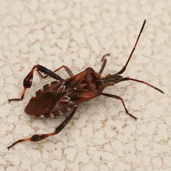 Plaatje bij antwoord