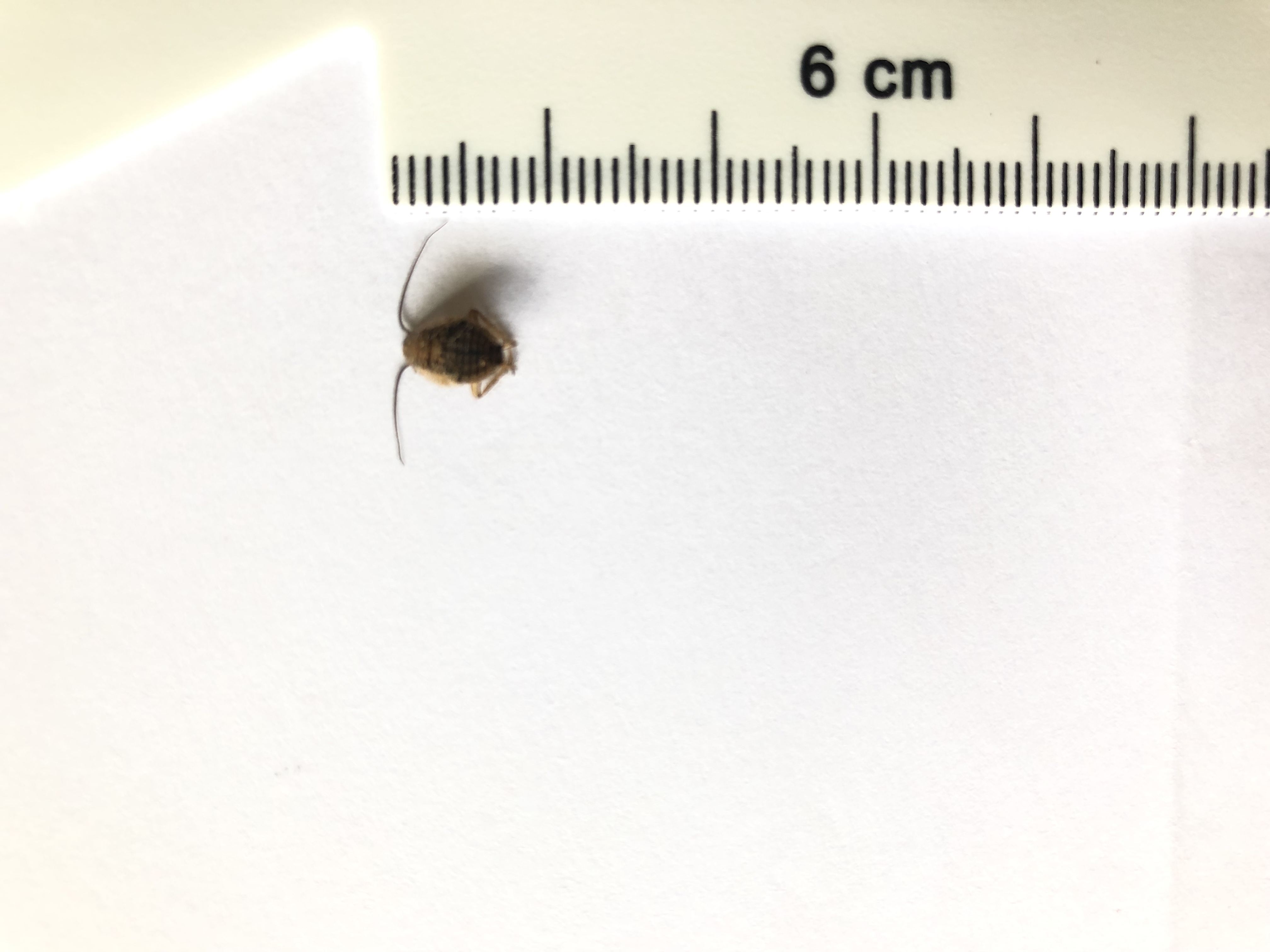 Picture for question