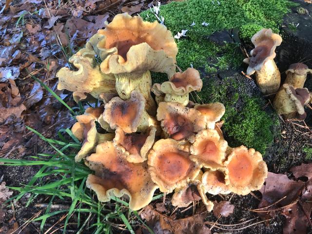 Picture for question