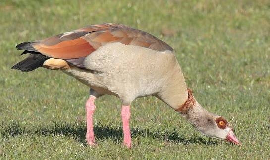 Plaatje bij antwoord