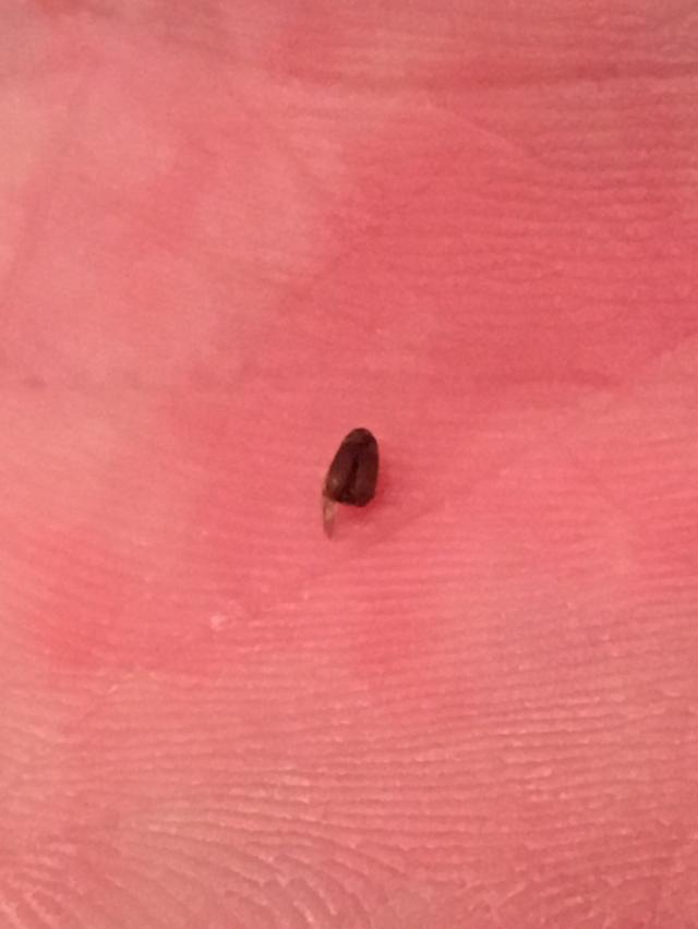 Picture for question