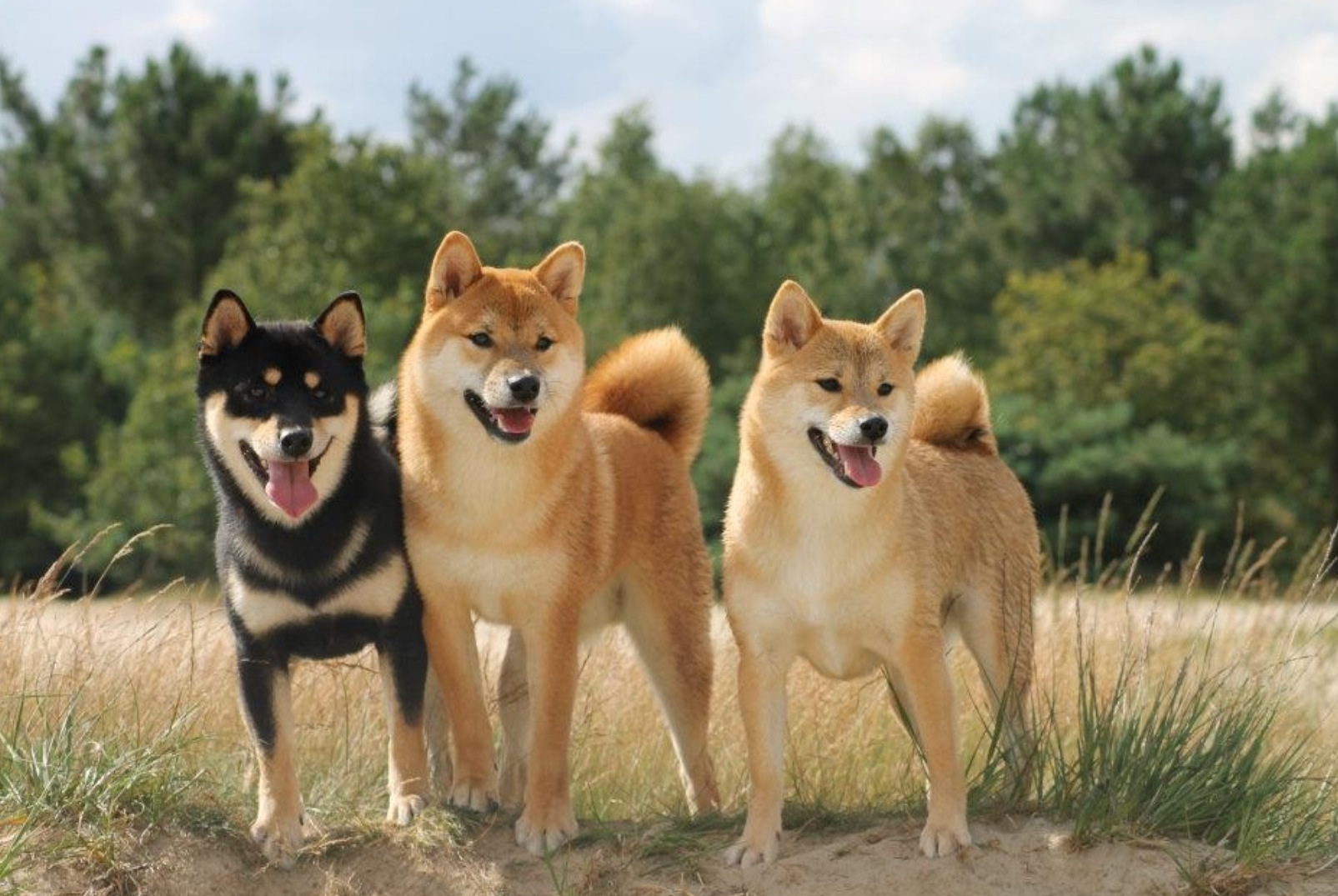 Plaatje bij antwoord