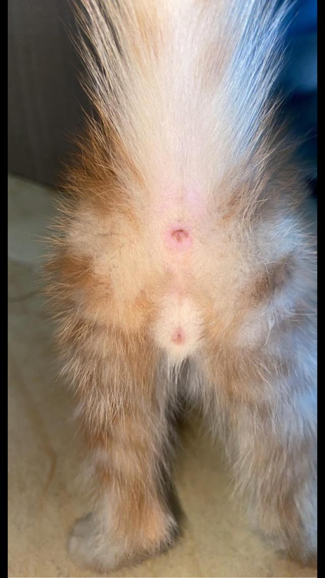 Picture for question