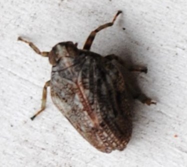 Plaatje bij antwoord