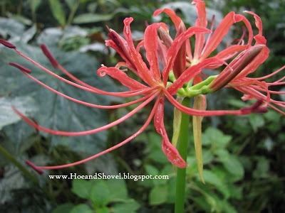 Plaatje bij antwoord