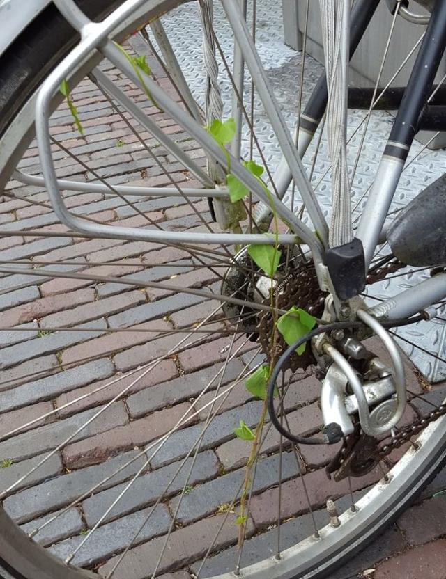 Picture for question