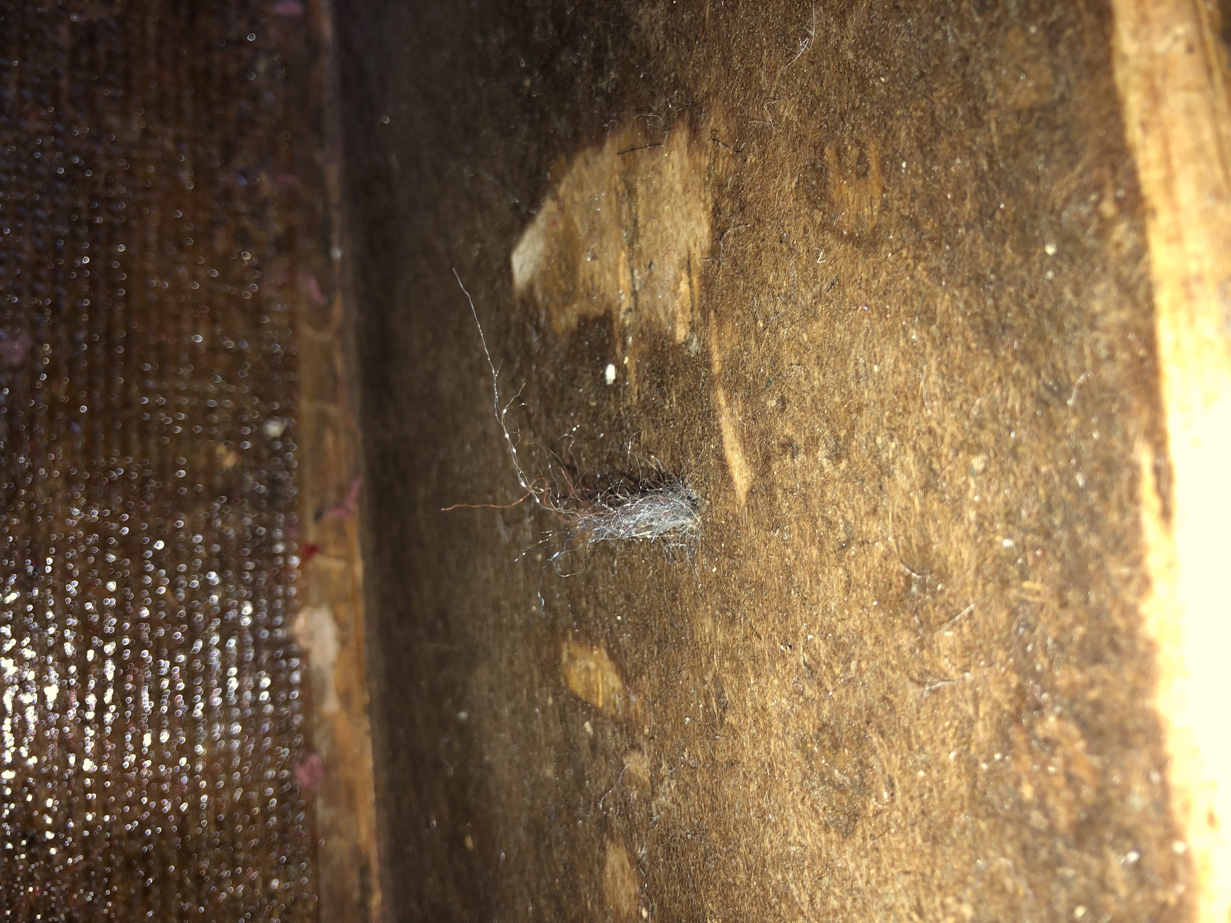 Picture for question