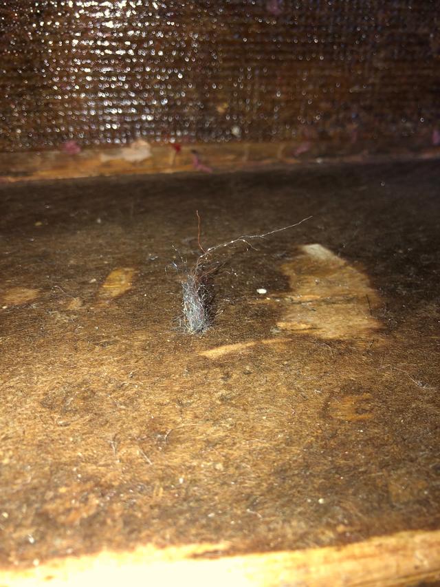 Picture for question