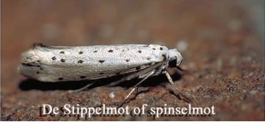 Plaatje bij antwoord