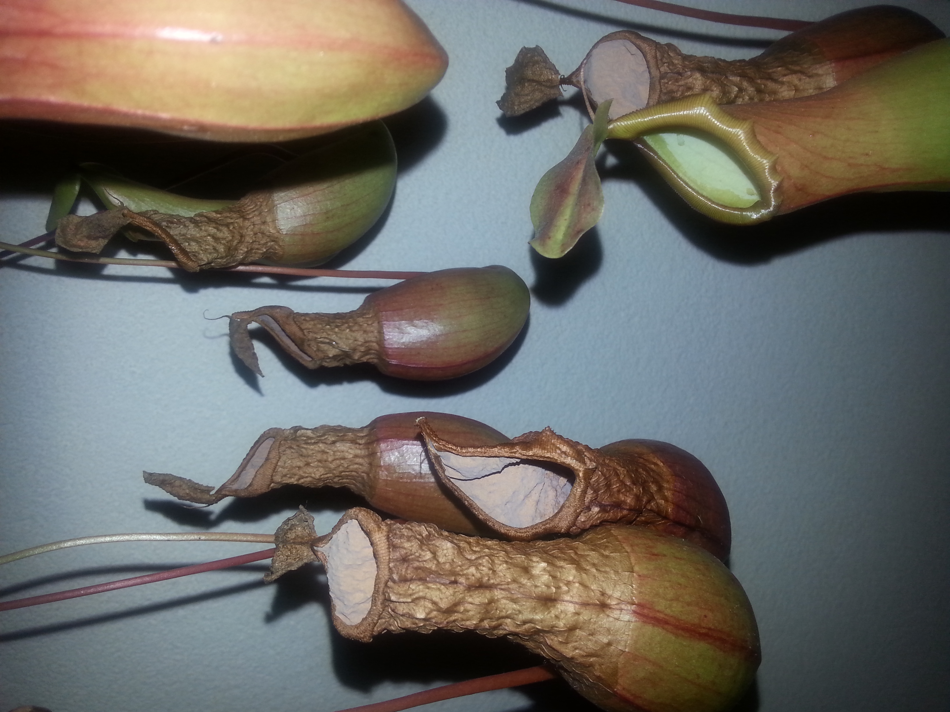 Picture for question