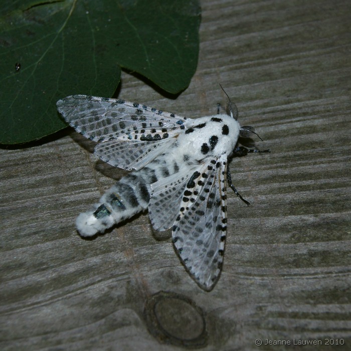 Plaatje bij antwoord