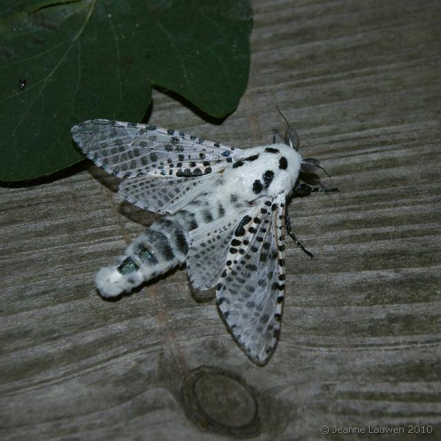 Plaatje bij antwoord