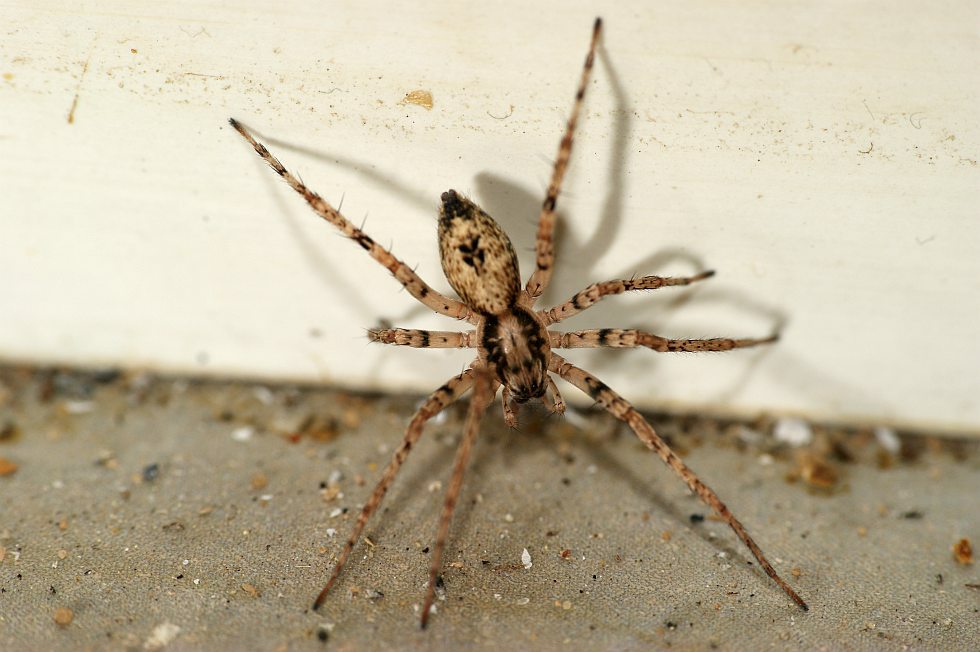 Plaatje bij antwoord