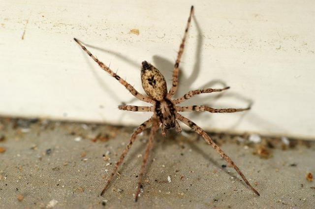 Plaatje bij antwoord