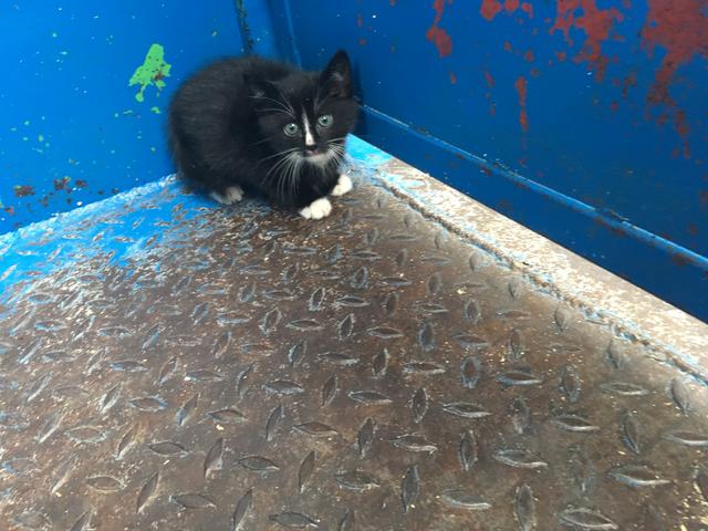 Picture for question