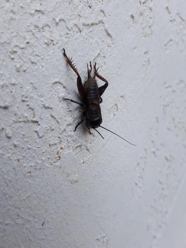 Picture for question