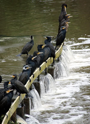 Plaatje bij antwoord