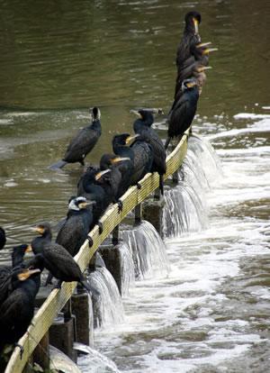 Plaatje bij antwoord