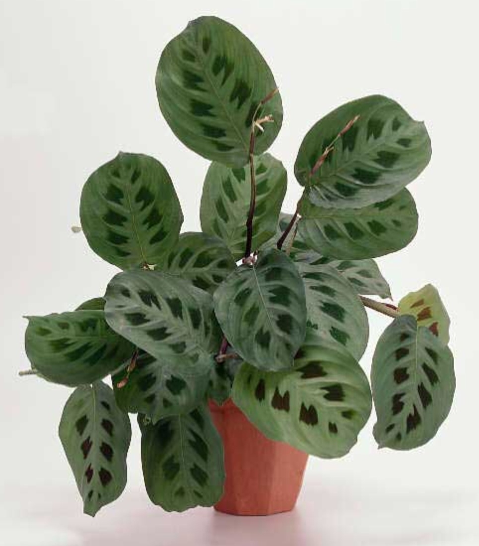 Plaatje bij antwoord