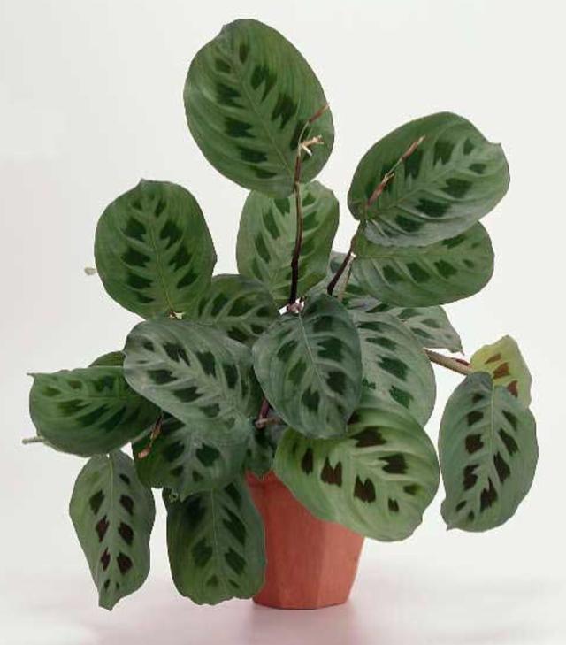 Plaatje bij antwoord