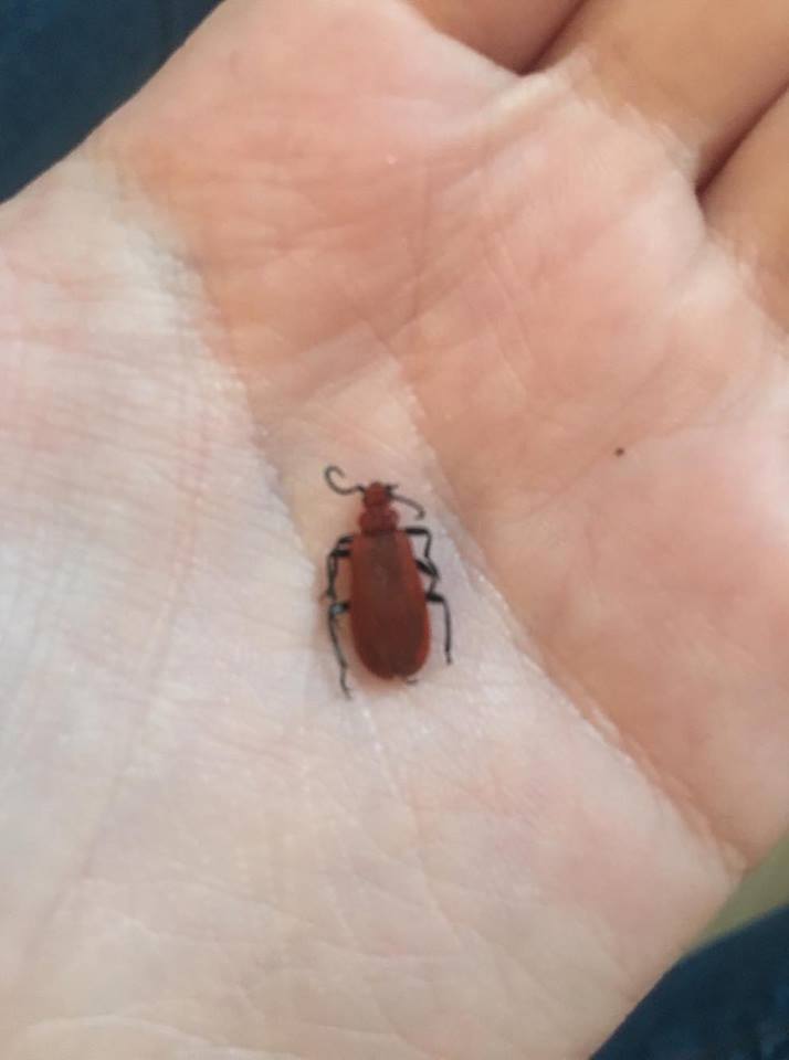 Picture for question