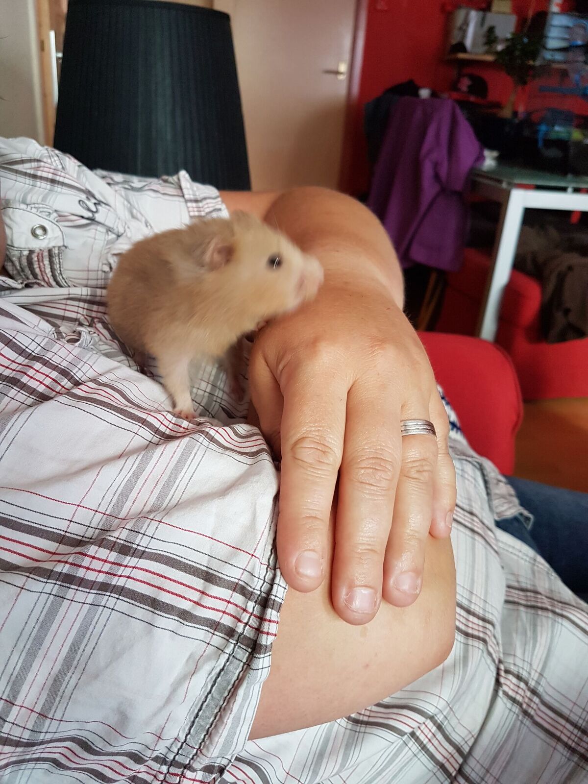 Picture for question