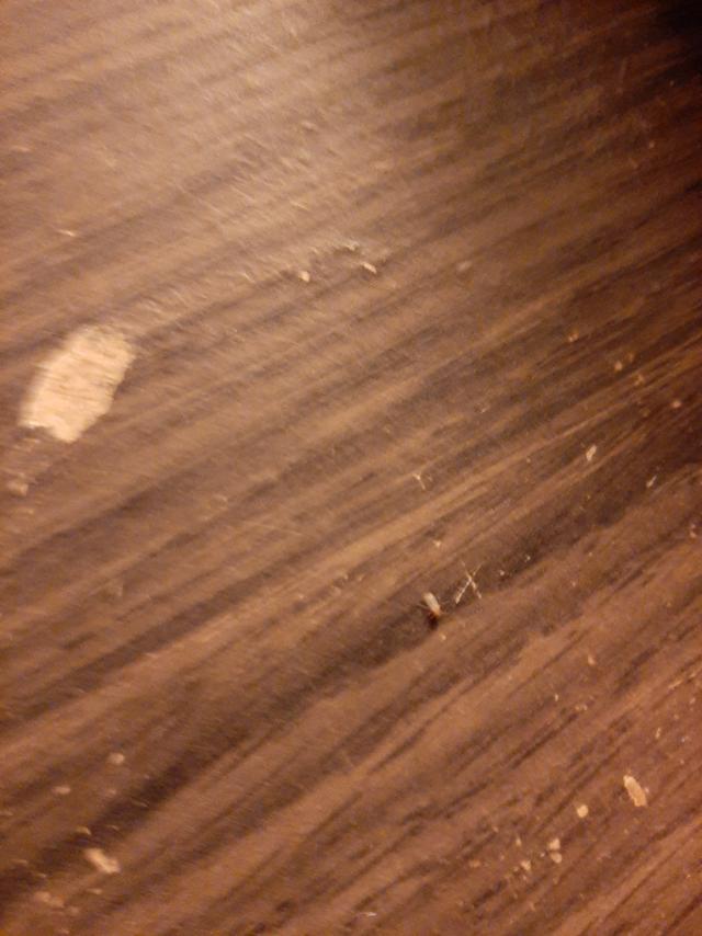 Picture for question