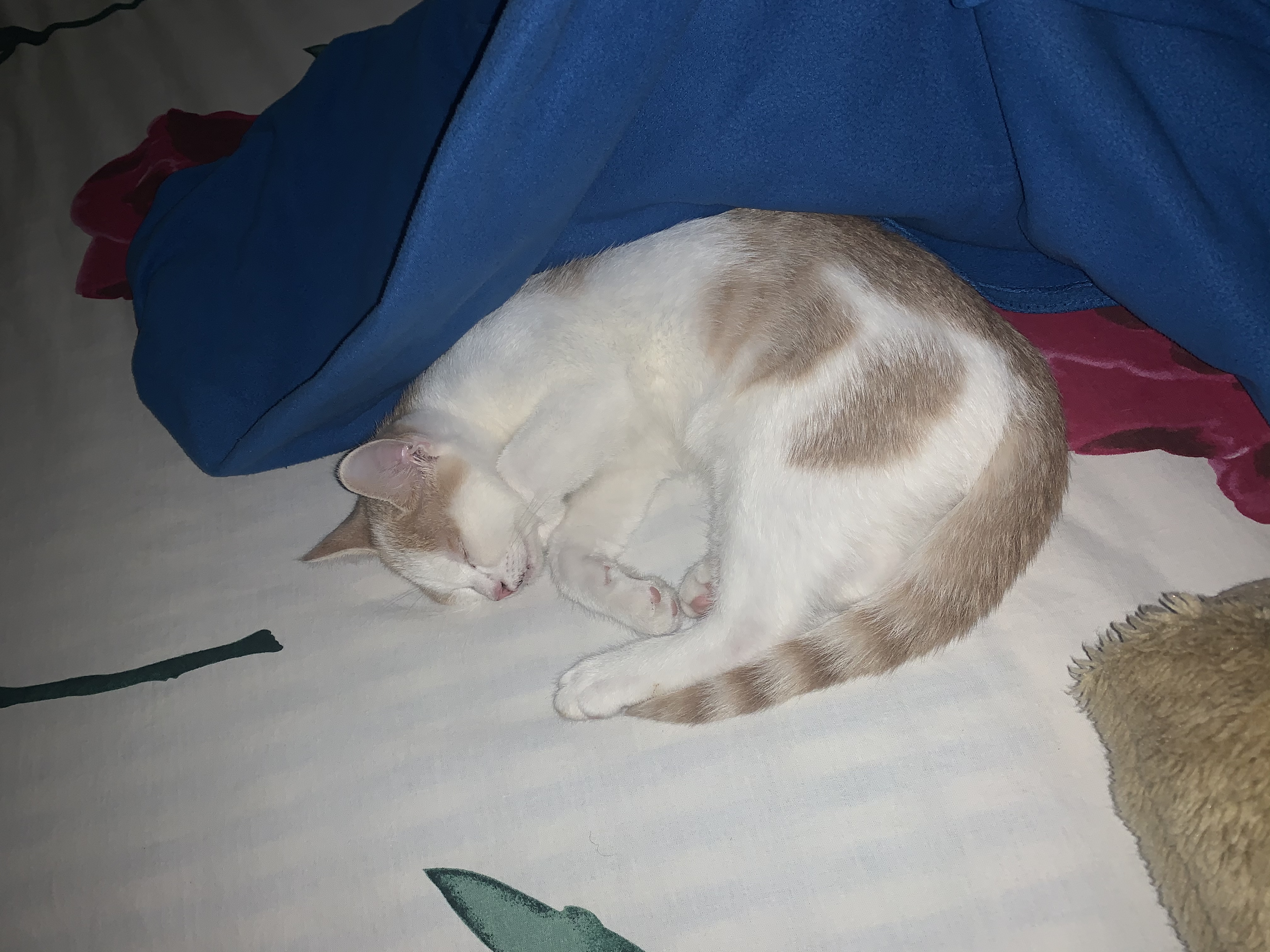 Picture for question