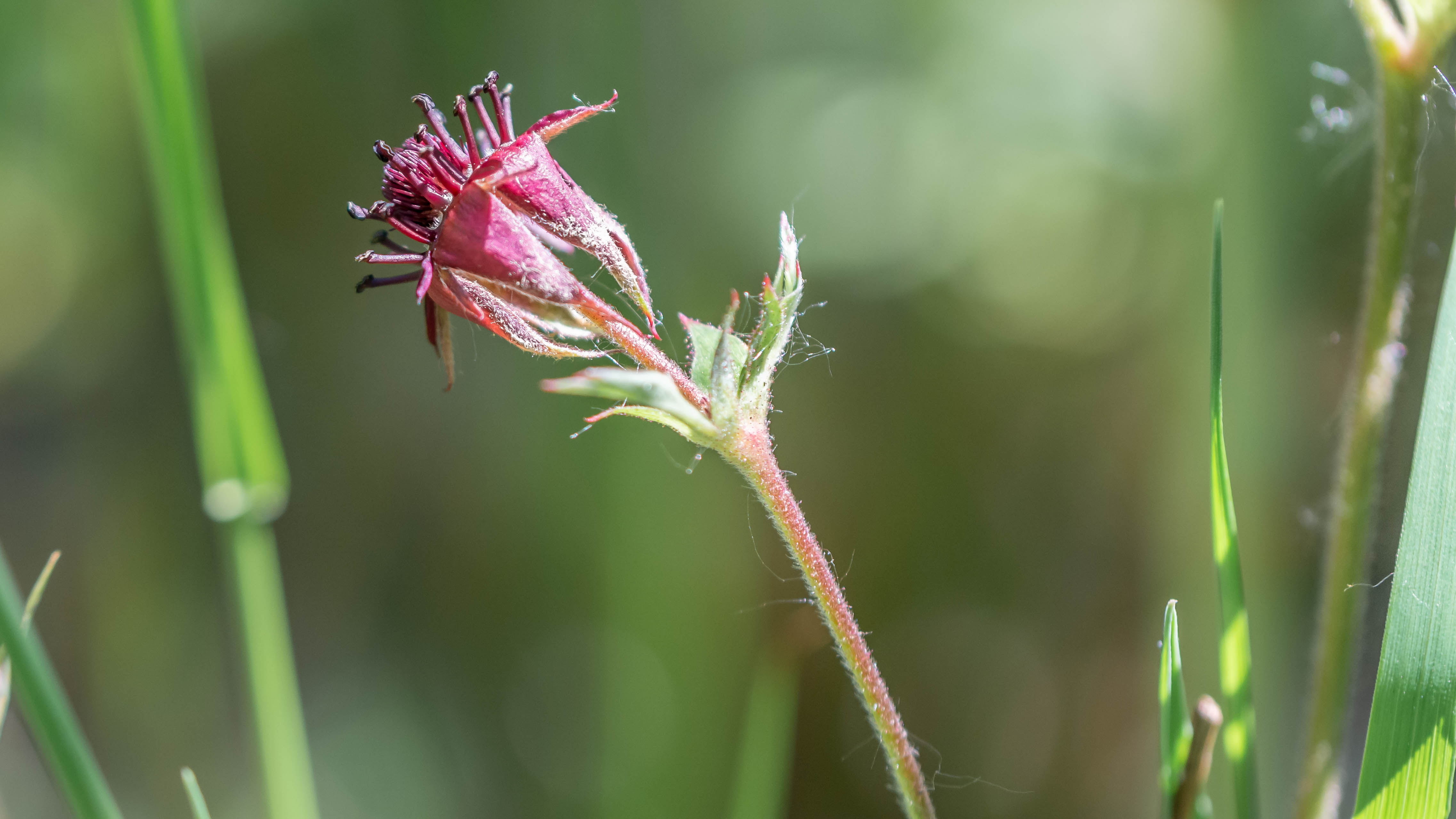 Picture for question