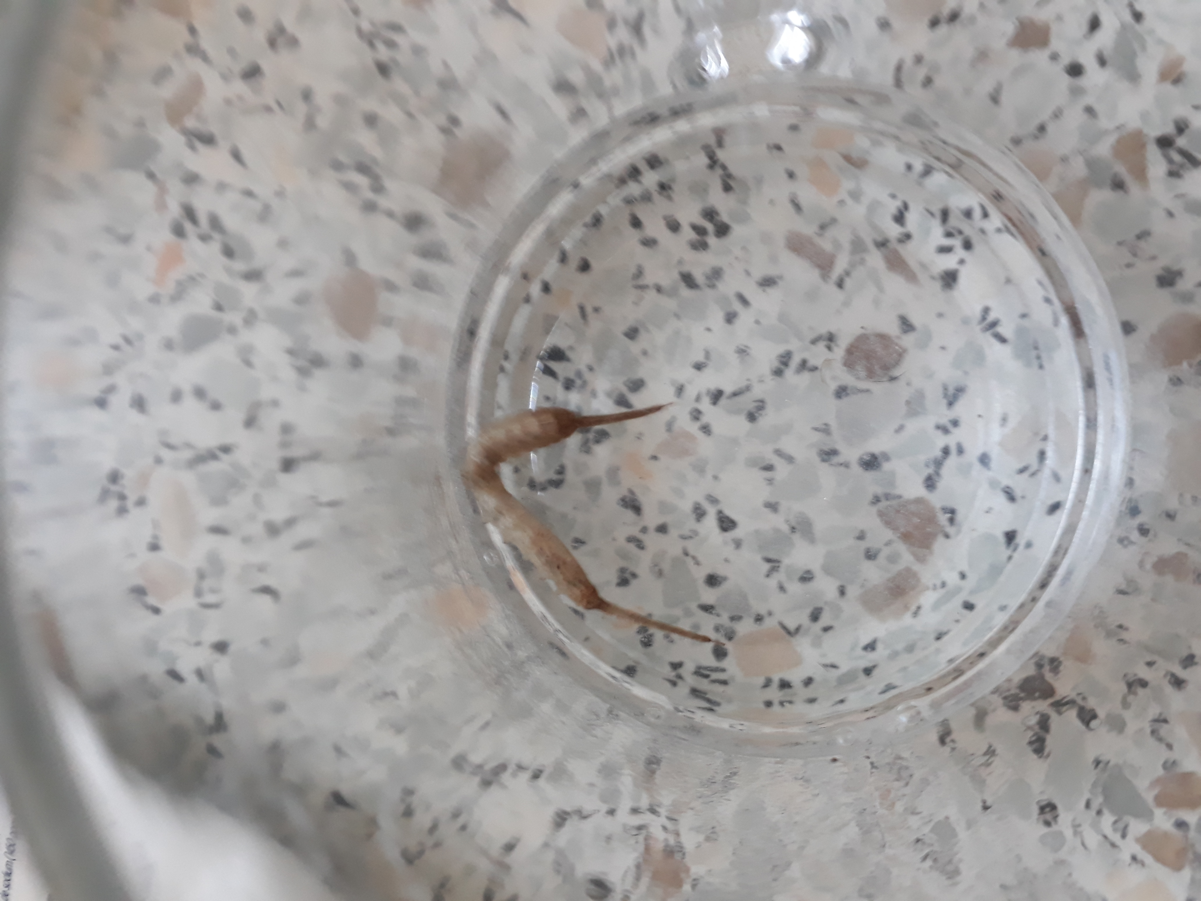 Picture for question