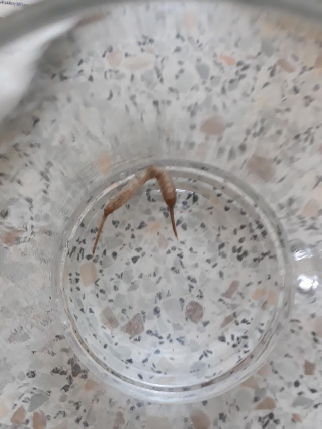 Picture for question