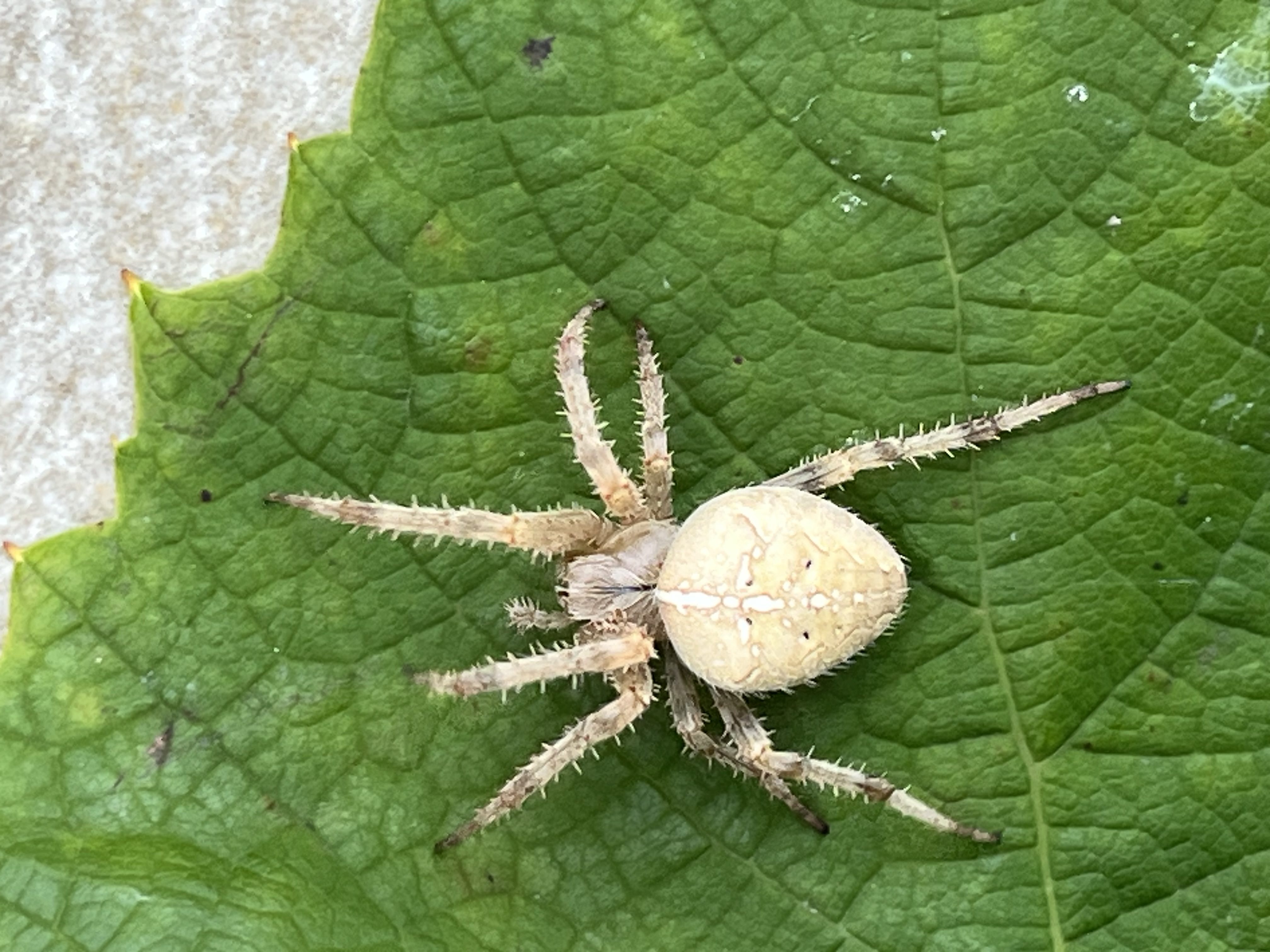 Picture for question