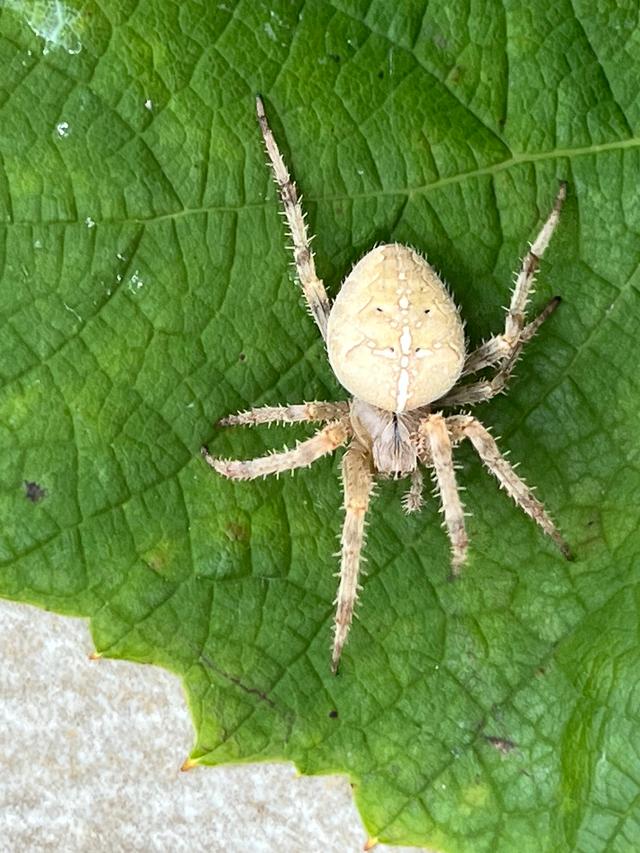 Picture for question