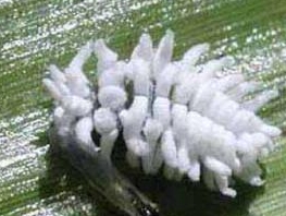 Plaatje bij antwoord