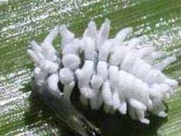 Plaatje bij antwoord