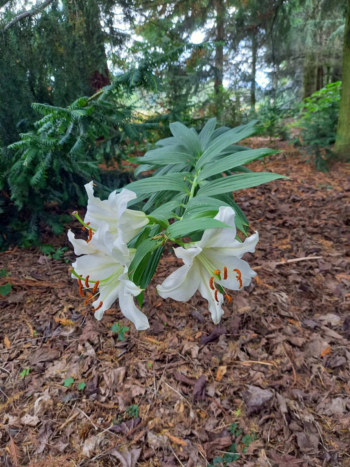 Picture for question