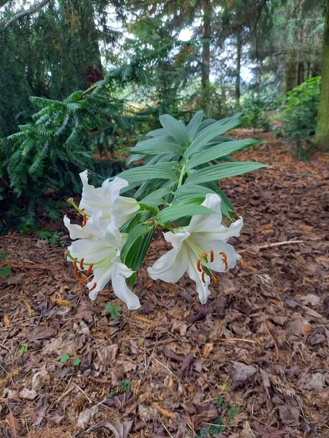 Picture for question