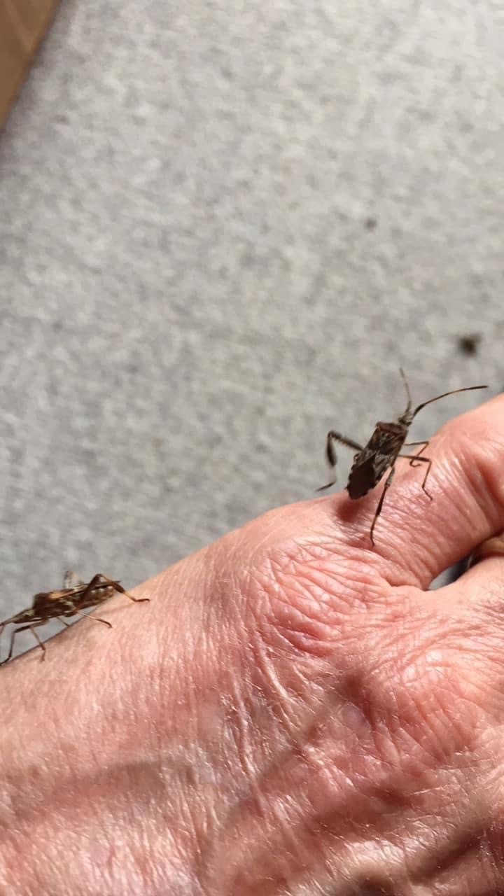 Picture for question