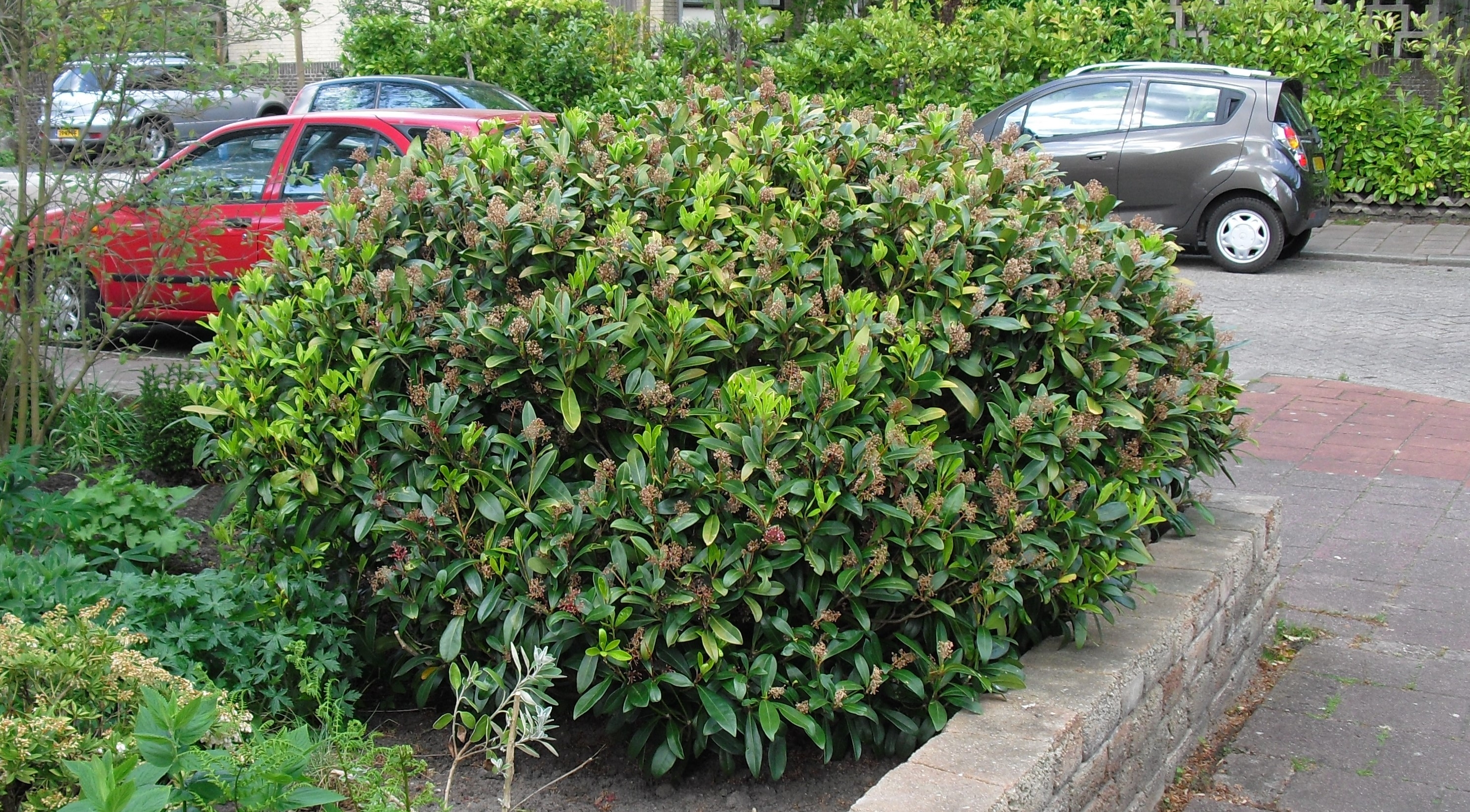 Deze Skimmia Wordt Me Te Groot Hoe Kan Ik De Struik Het Beste Terug Snoeien Goeievraag