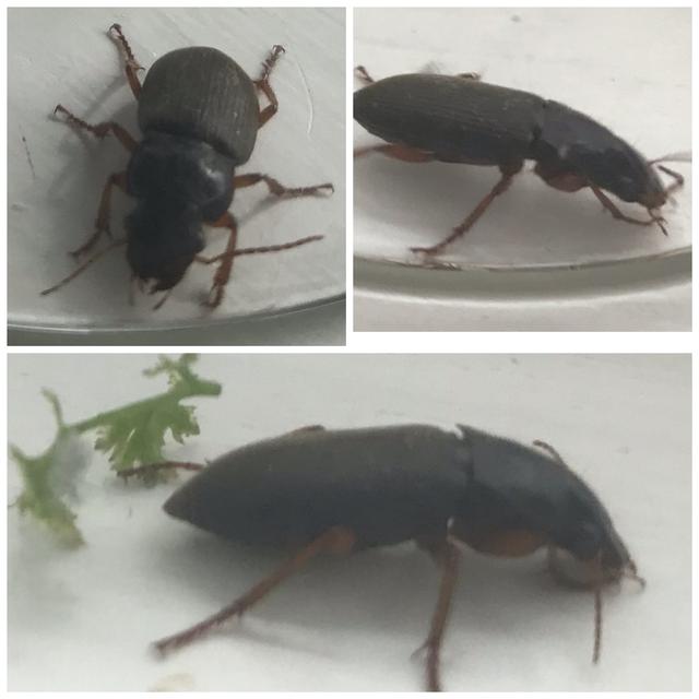 Plaatje bij antwoord