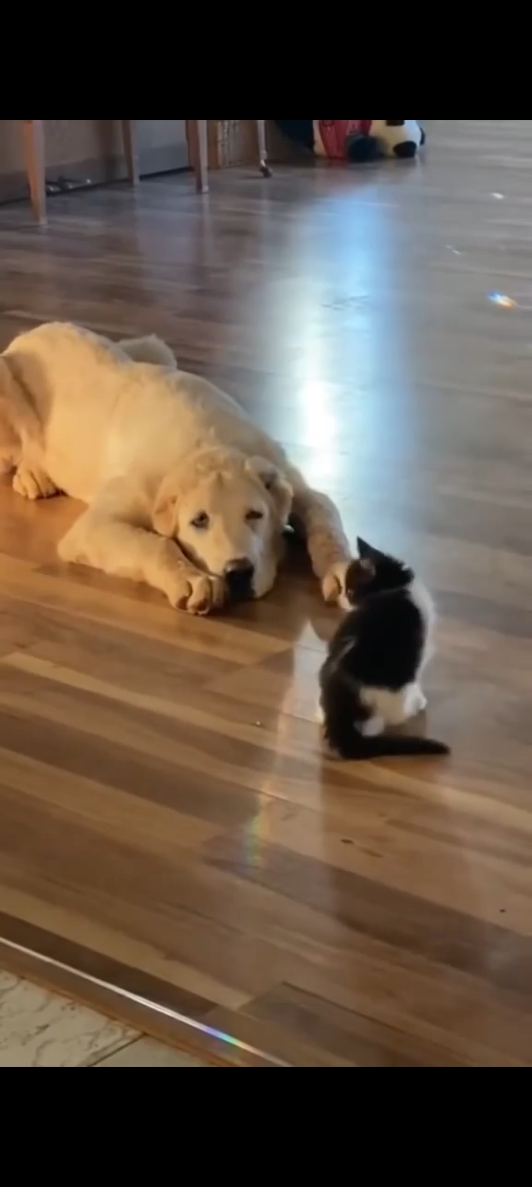 Picture for question